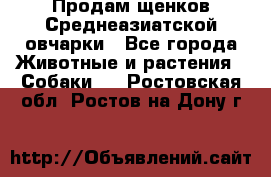 Продам щенков Среднеазиатской овчарки - Все города Животные и растения » Собаки   . Ростовская обл.,Ростов-на-Дону г.